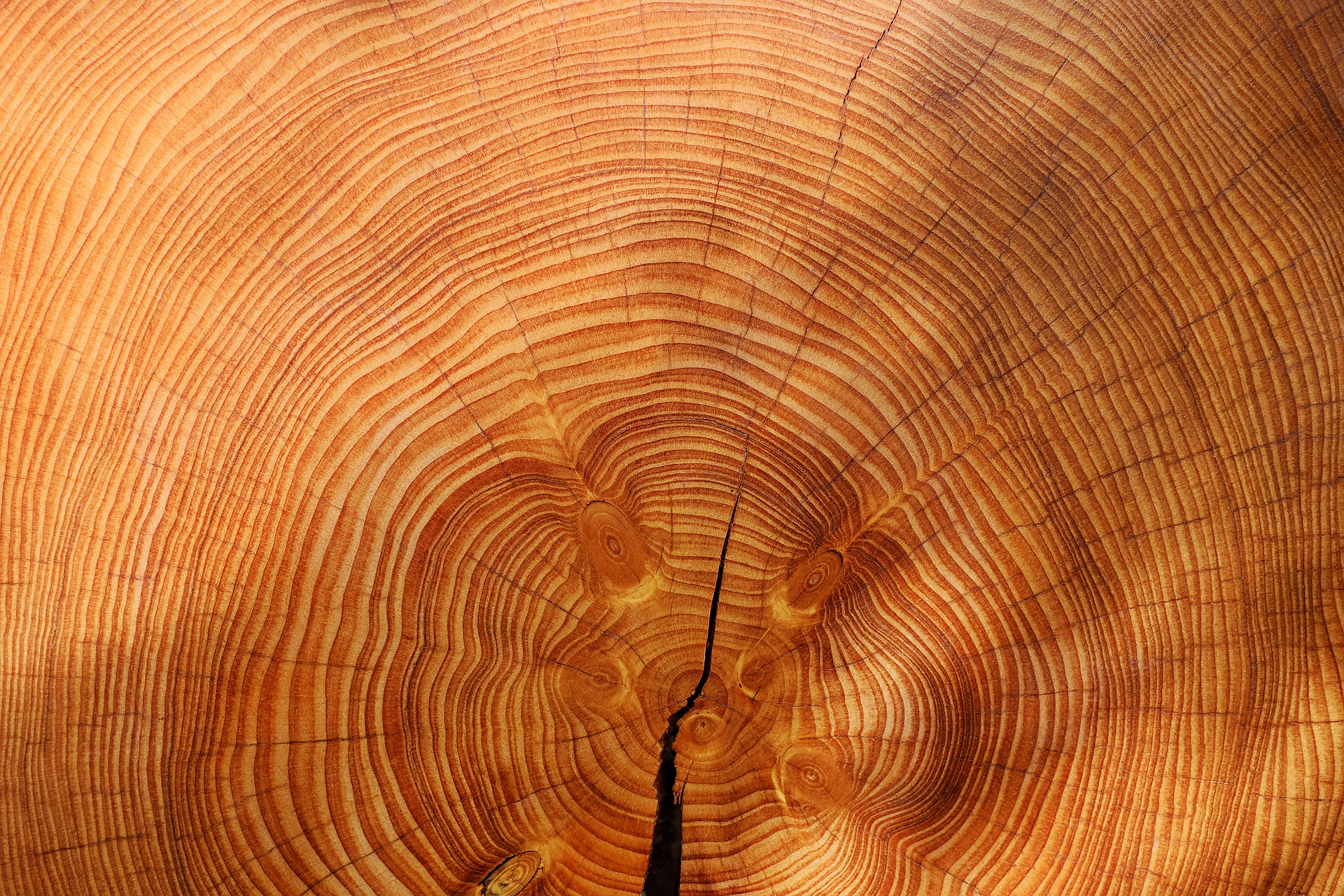 Tree ring visualized