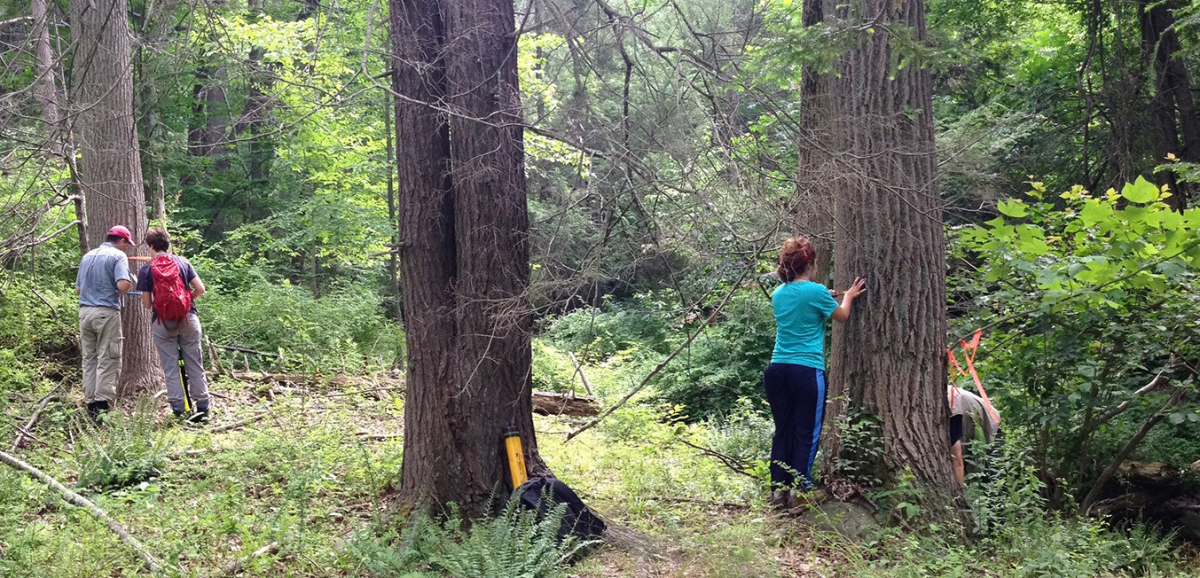 Sampling a tree