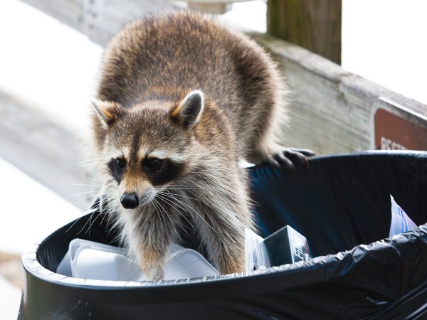 How to keep raccoons and possums away from your house