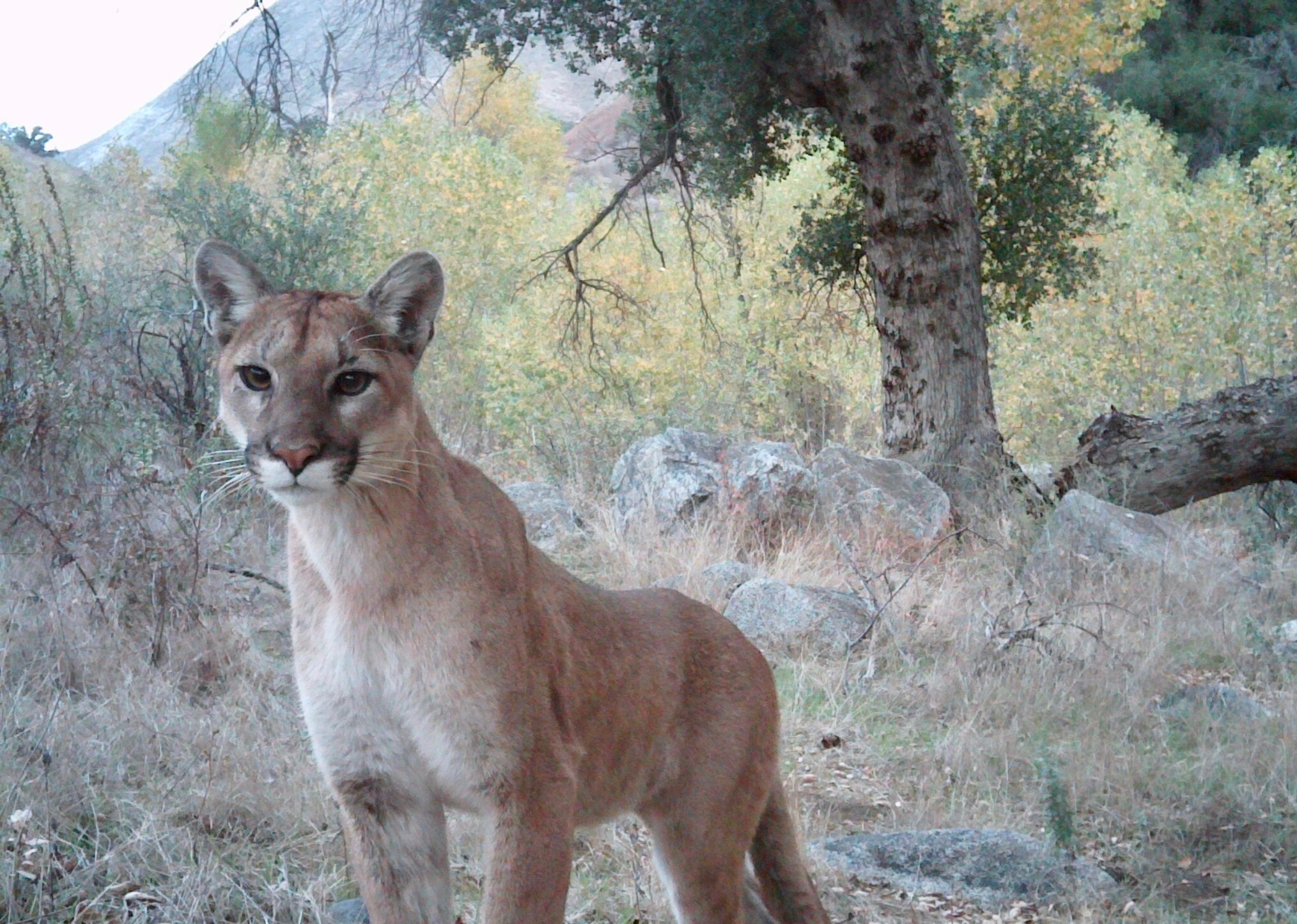 mountain lion