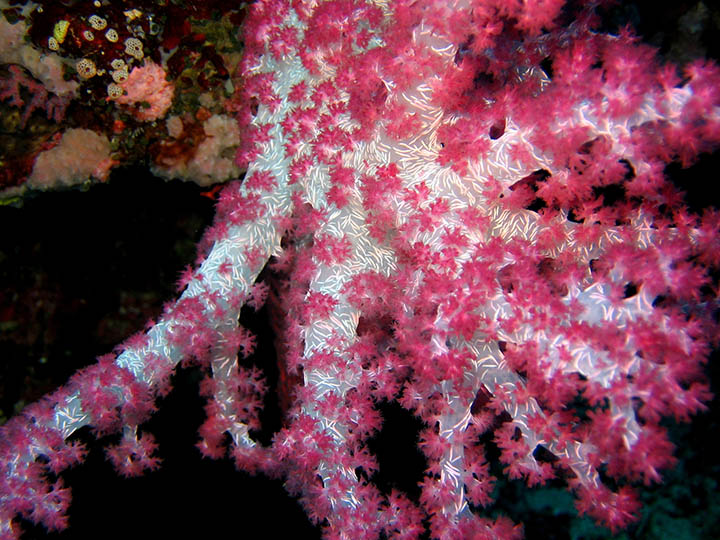 Red soft coral