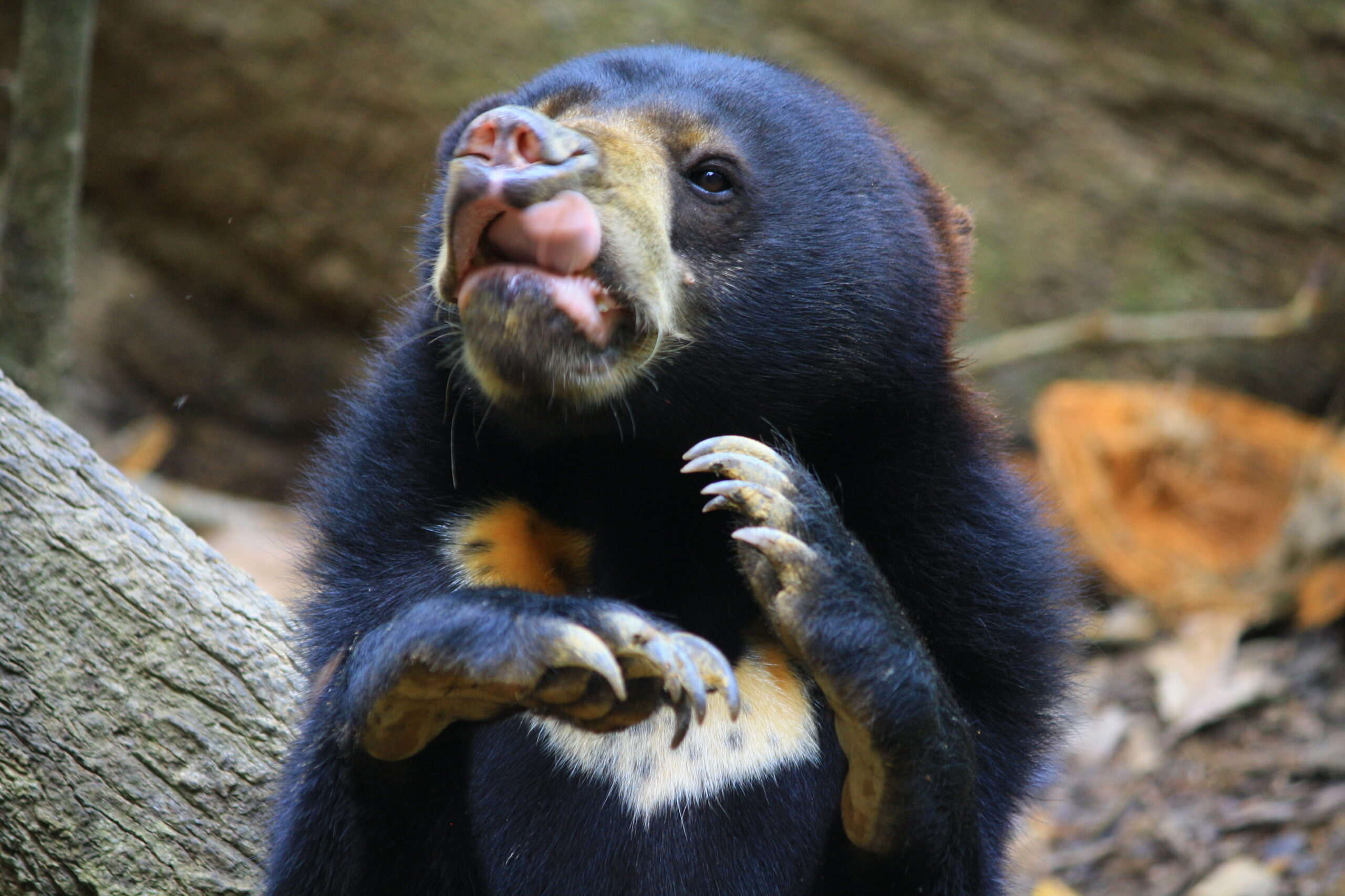 sun bears