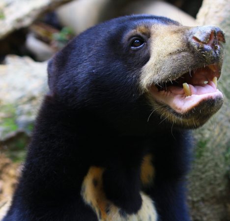 Sun bears mimic faces just like us, and it’s raising some eyebrows