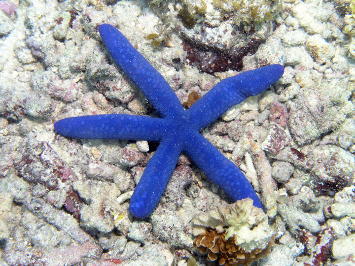 Blue sea star