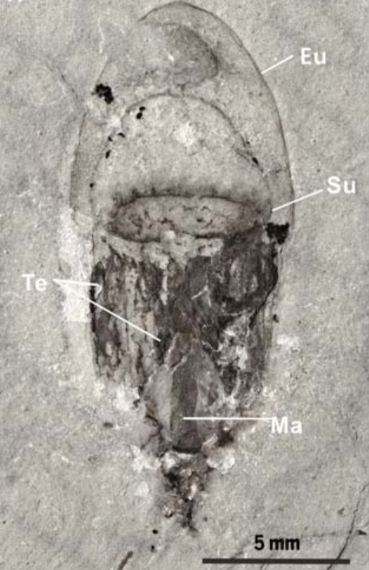 A 514m year old jellyfish