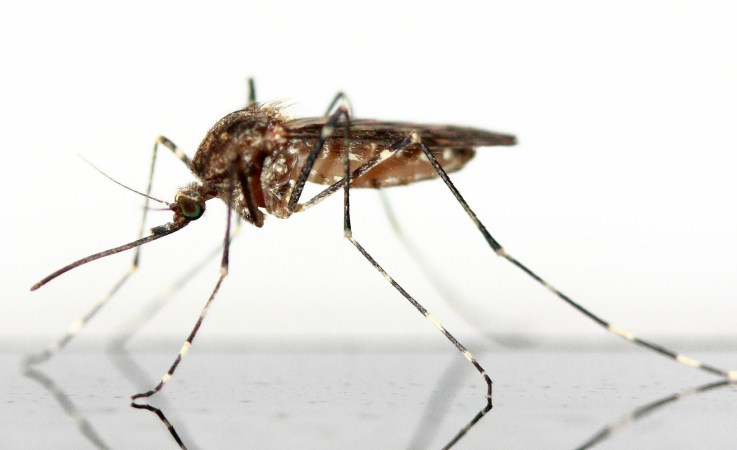 Rising temperatures will help mosquitos infect a billion more people