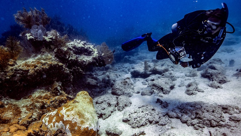 A mysterious disease is ravaging Florida’s coral, and now it might be spreading elsewhere