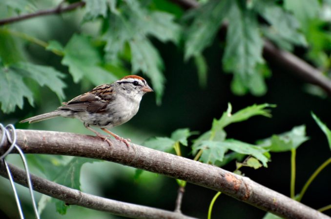 Puffy unicorn stickers could save millions of migrating birds each year