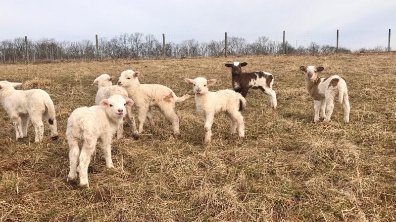 Young farmers are challenging convention to improve sustainability