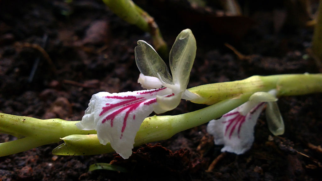 white flowers with pink streaks