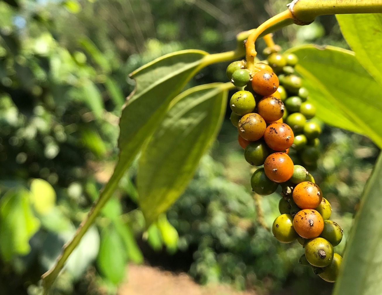 a green plant with orange pods