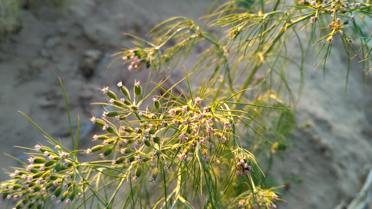 a delicate green plant with flowers