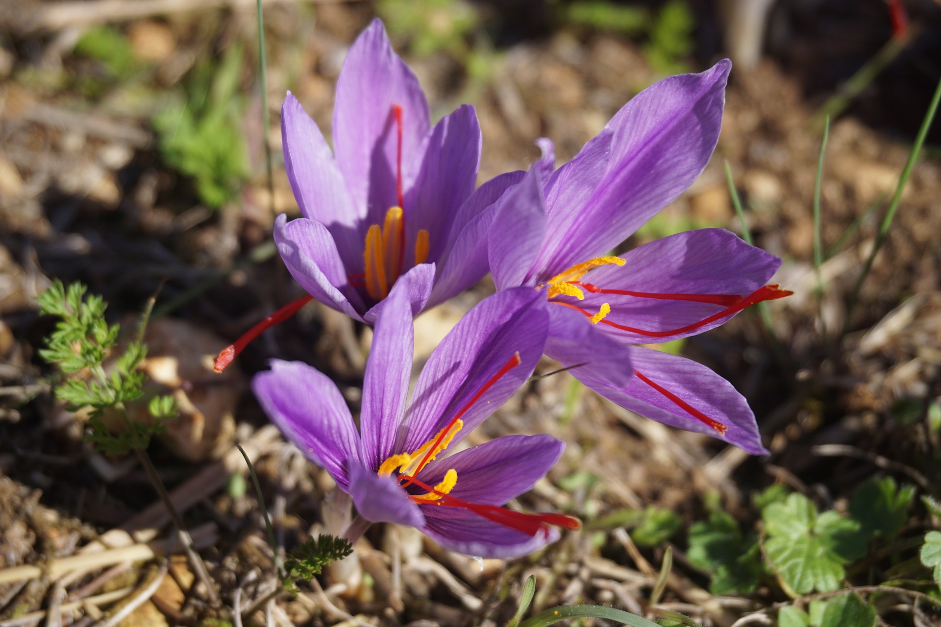 purple flower