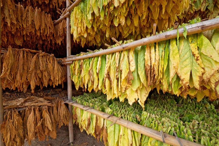 Tobacco leaves