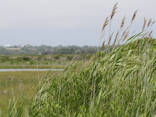 Climate change is putting this invasive species to good use