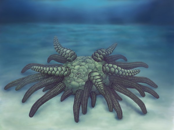 This ancient sea creature had 45 tubular tentacles and will haunt your dreams