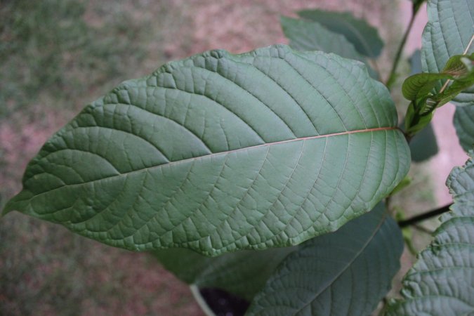 Kratom is all the rage, but this natural supplement can be dangerous