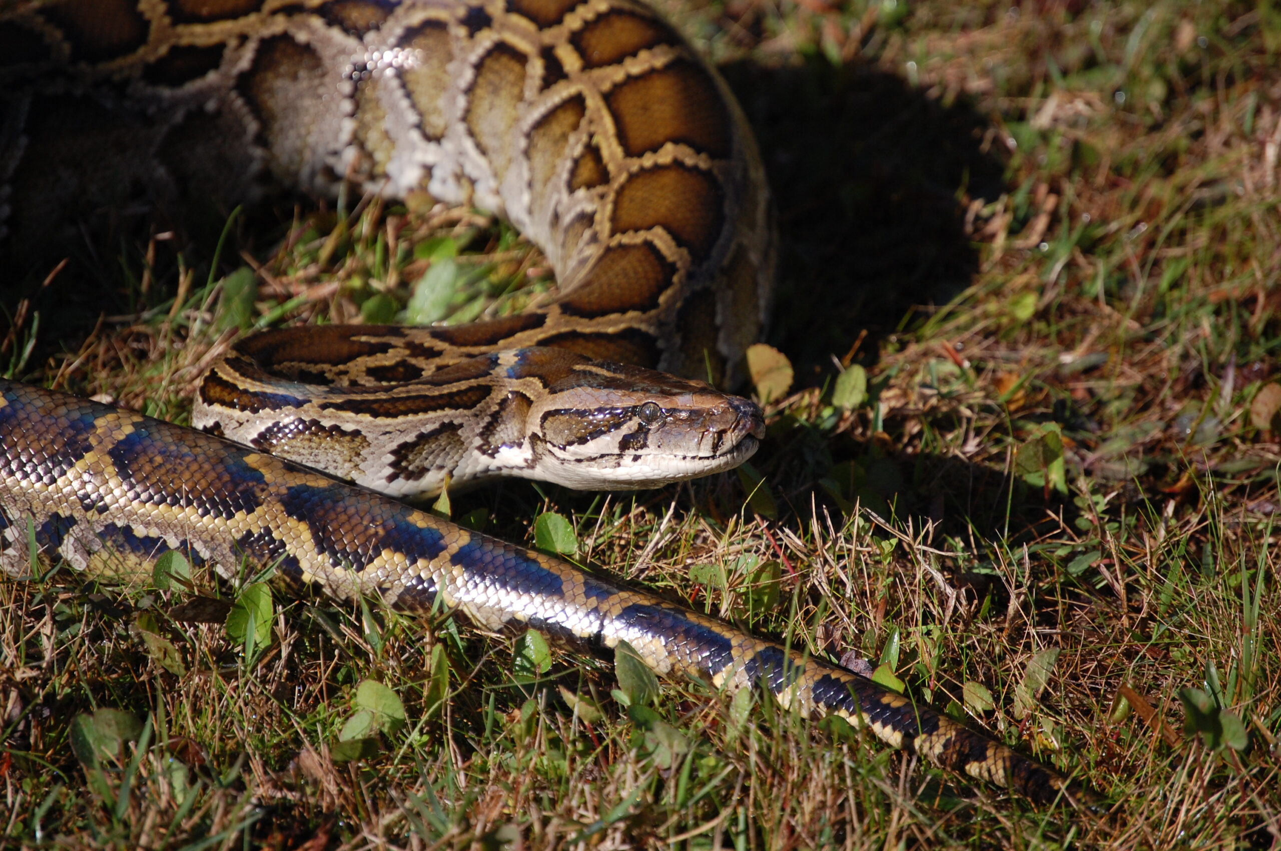 Burmese python