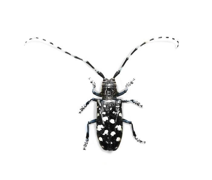 Asian Longhorned Beetle