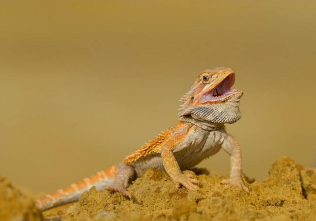 Negative calorie foods don’t exist, and these biologists have the flaming lizard poop to prove it