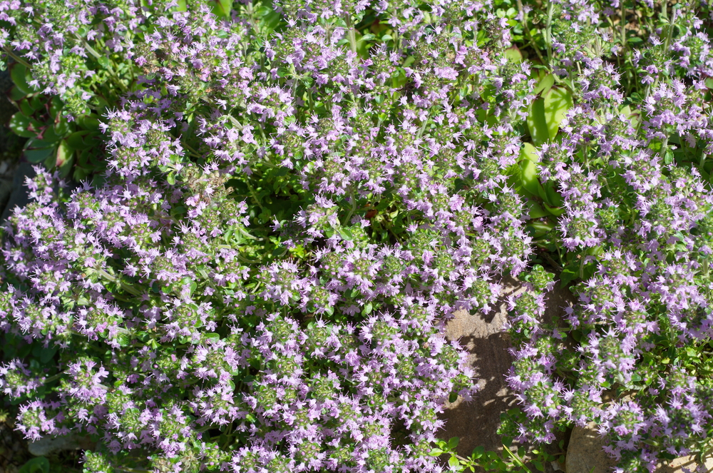 Creeping thyme lawn alternative