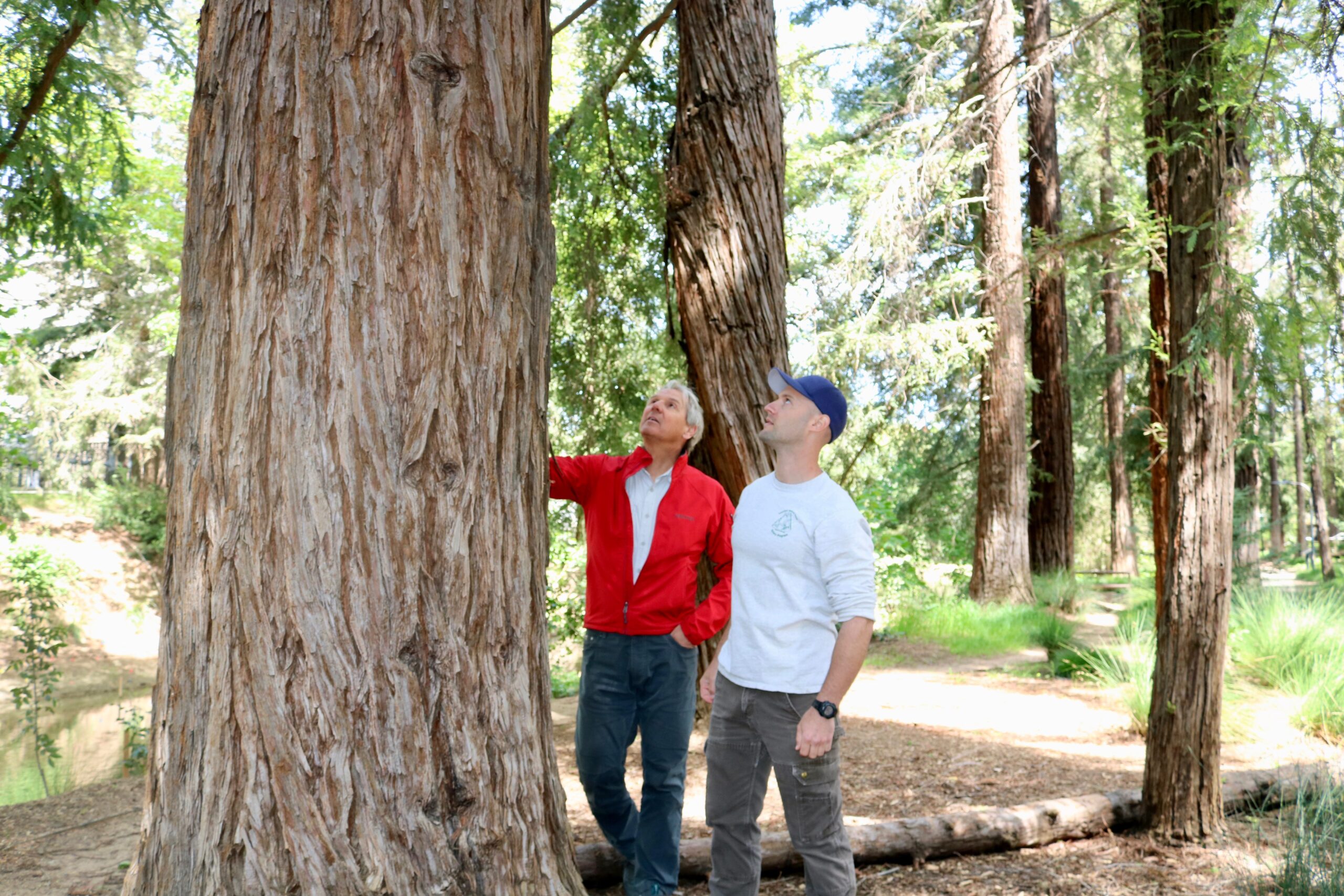 coast redwood researchers