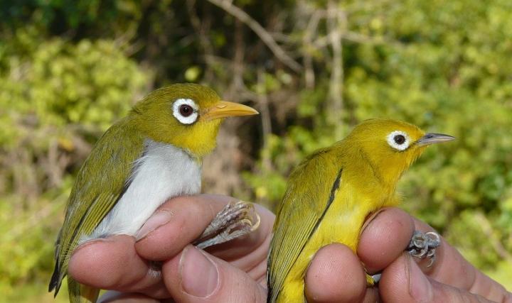 two new white-eyes