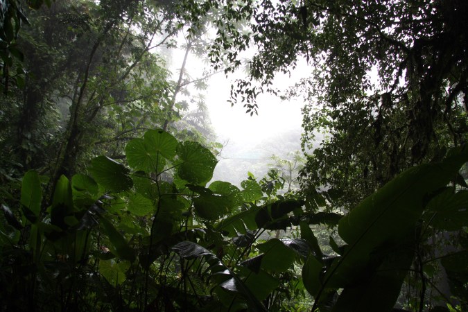 Tropical forests could soon lose their ‘enchanted mist’