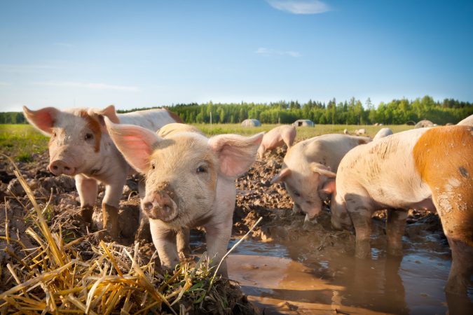 African swine fever has killed a million pigs—and isn’t slowing down