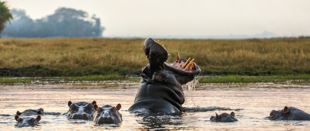 The world secretly runs on hippo poop
