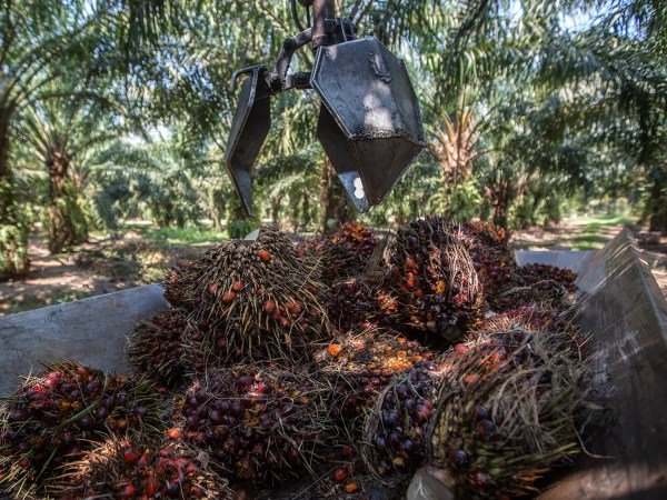 Europe’s ban on palm oil might actually hurt the environment