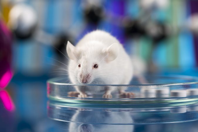 Flickering light seems to help mice with Alzheimer’s-like symptoms