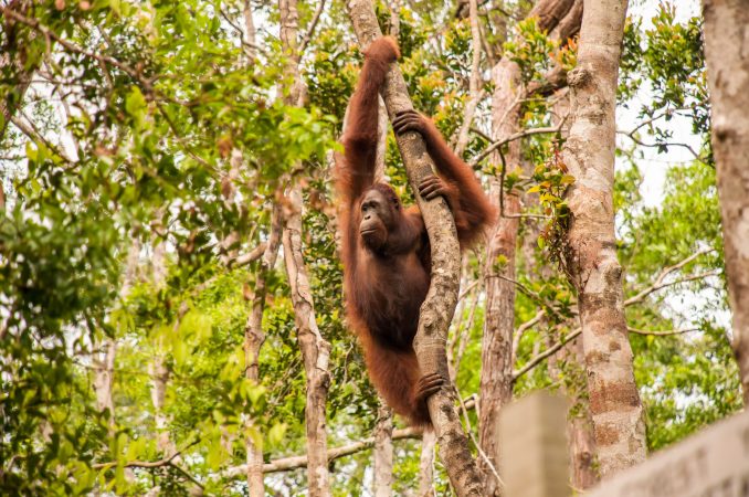 We don’t have a full picture of the planet’s shrinking biodiversity. Here’s why.