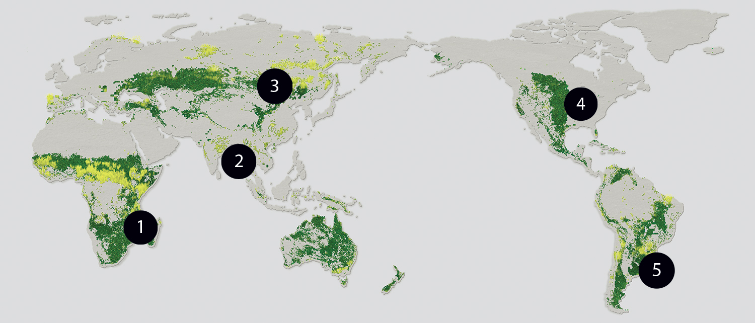 the worlds grasslands