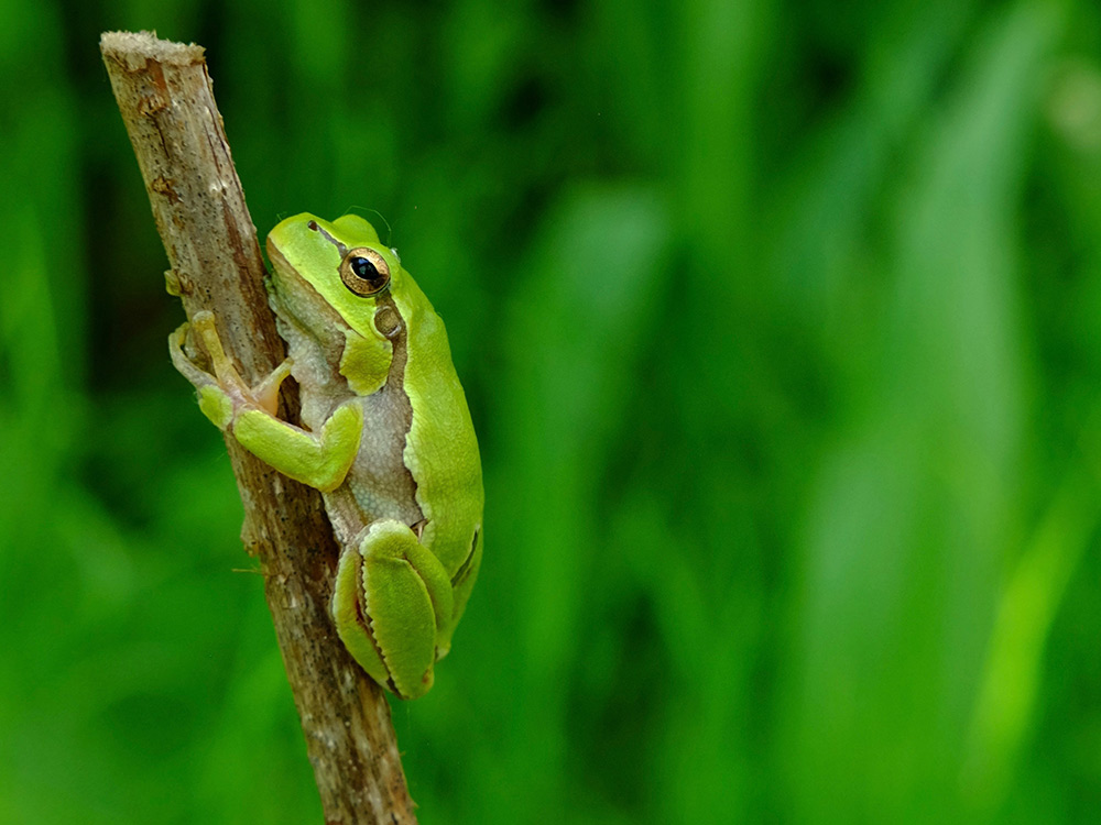 oriental treefrog in Chernobyl