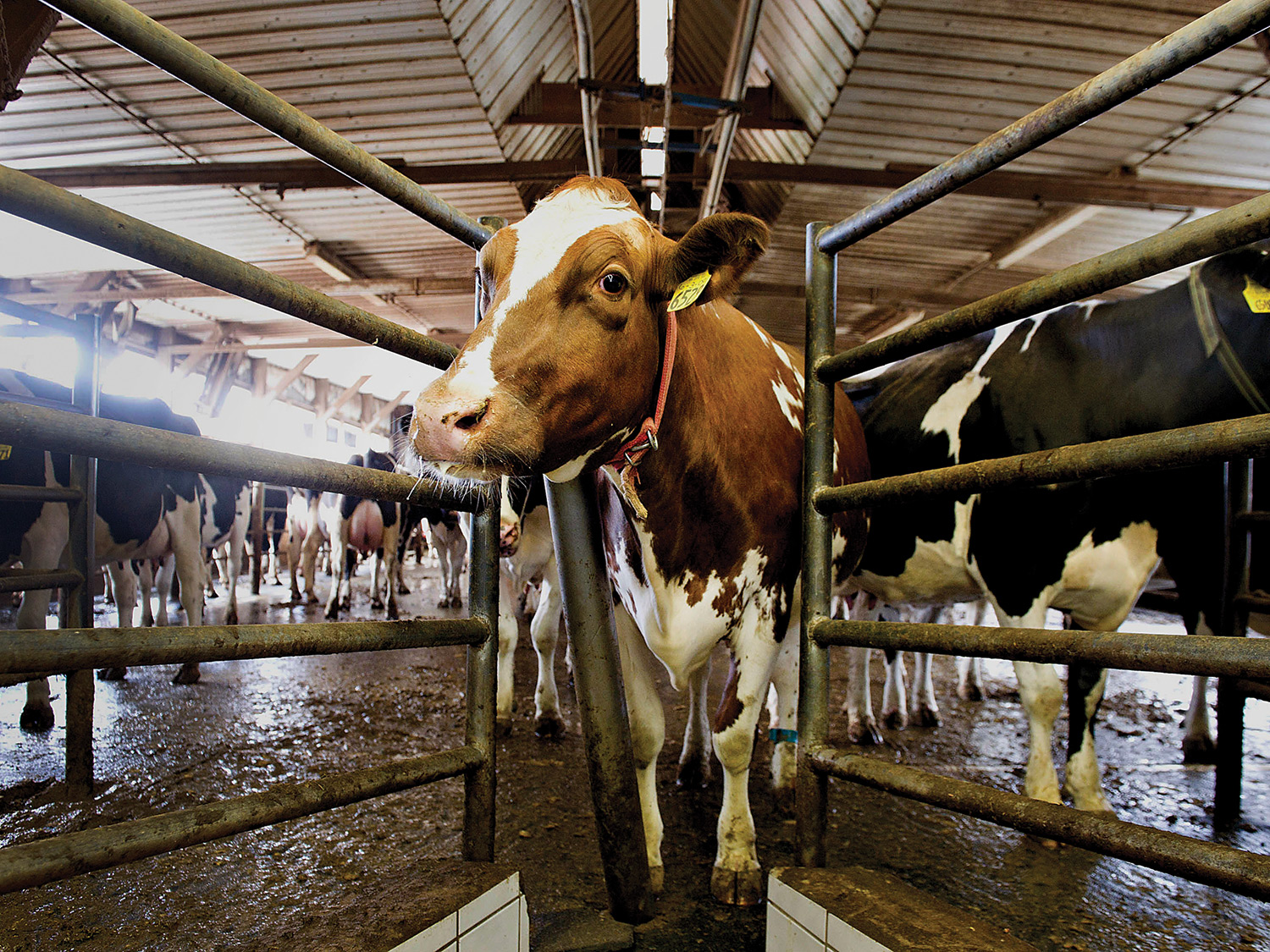 brown cow with an ear tag on a dairy farm