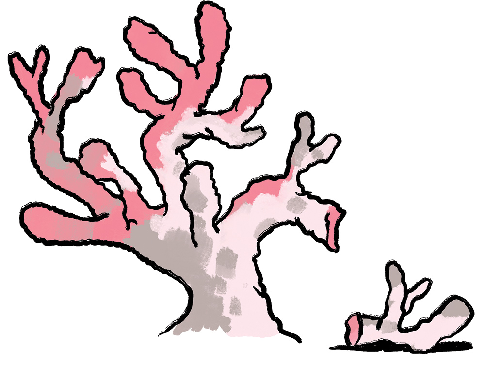 pink coral illustration