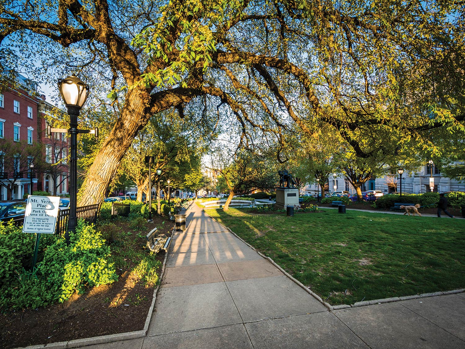 Mt. Vernon tree canopy over road