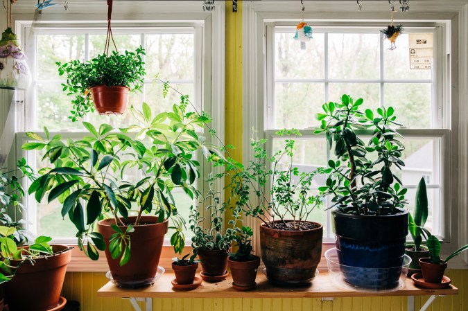 Need #plantshelfie inspiration? Here are the best submissions from PopSci readers