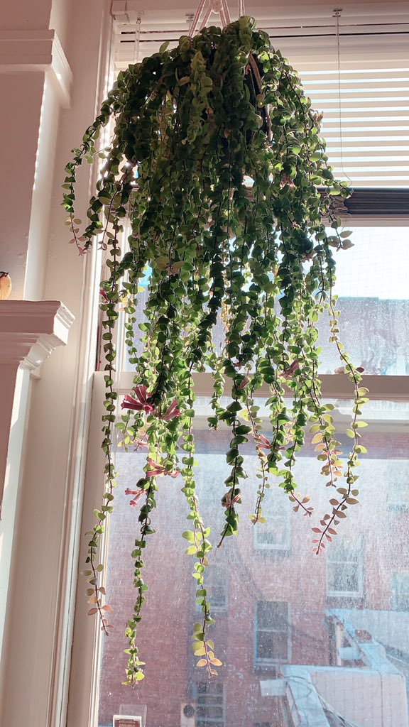 hanging plant