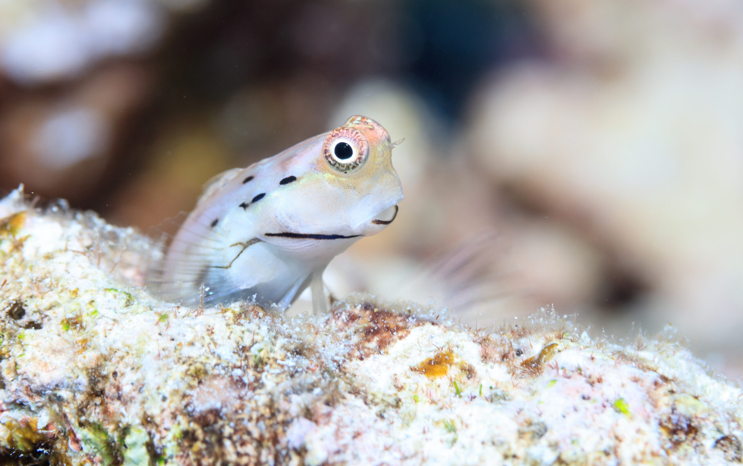 Great Barrier Reef crypotbenthic tiny fish