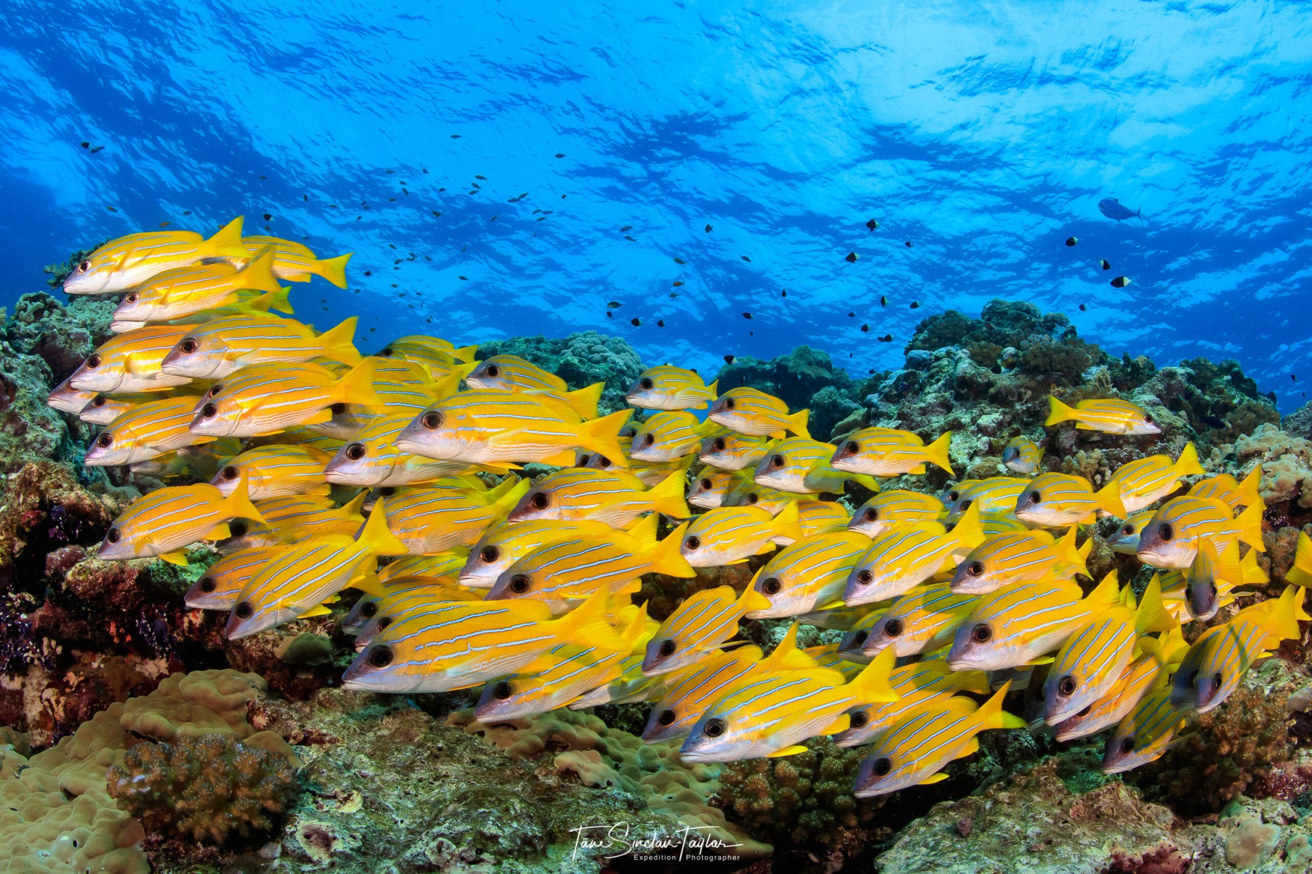 Reef fish gobies ecosystem