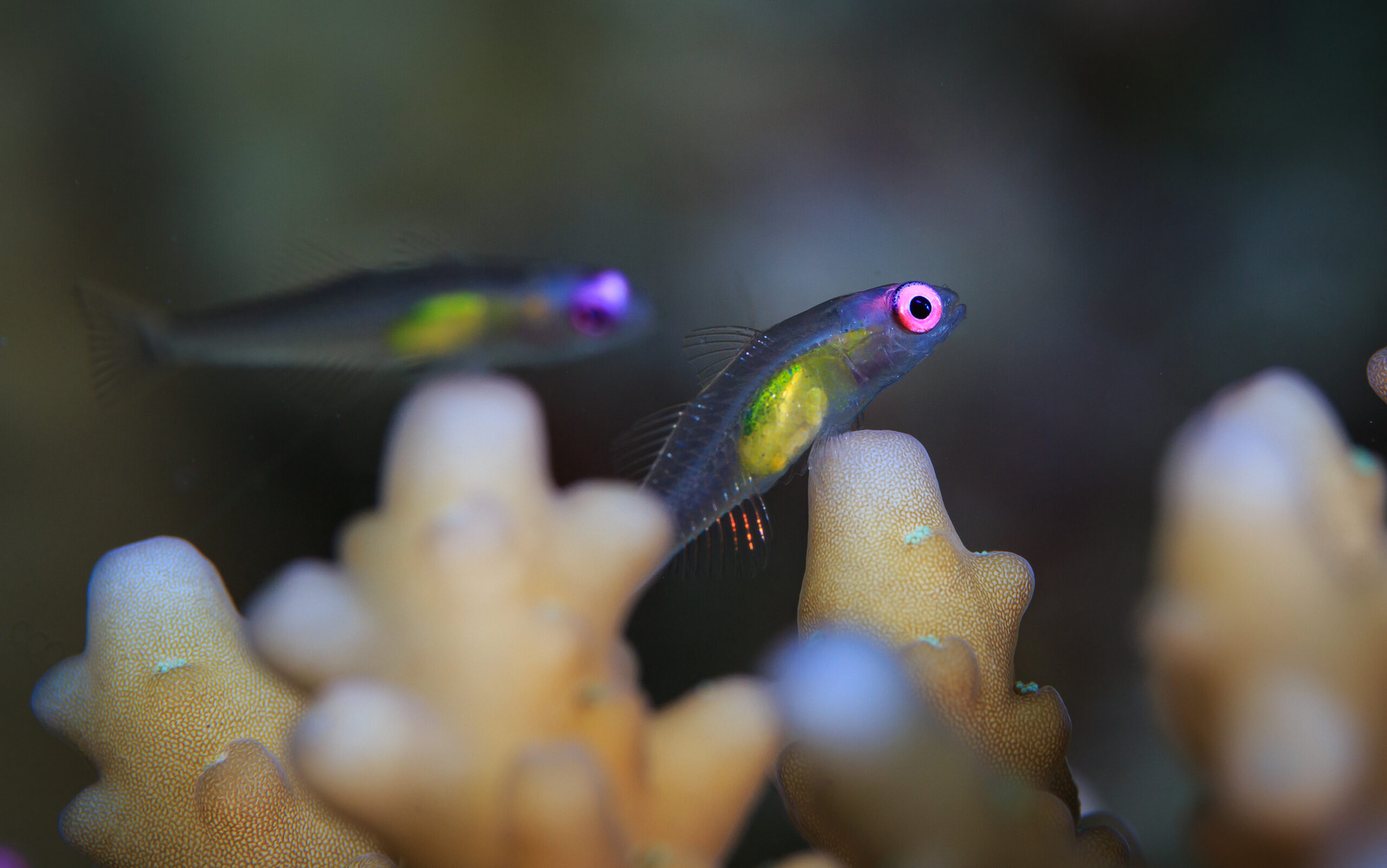 Redeye gobies cryptobenthic fish