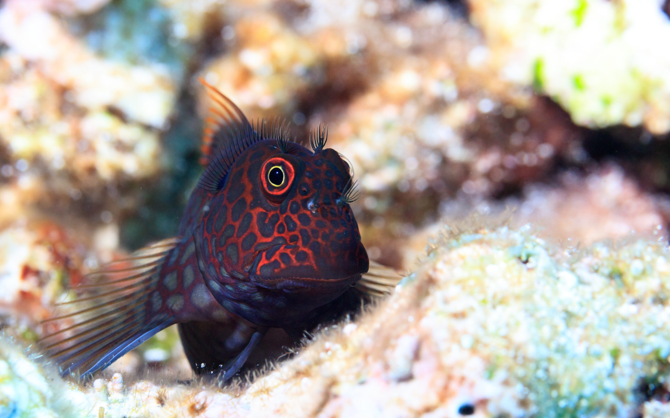 redstreaked blenny cryptobenthic fish