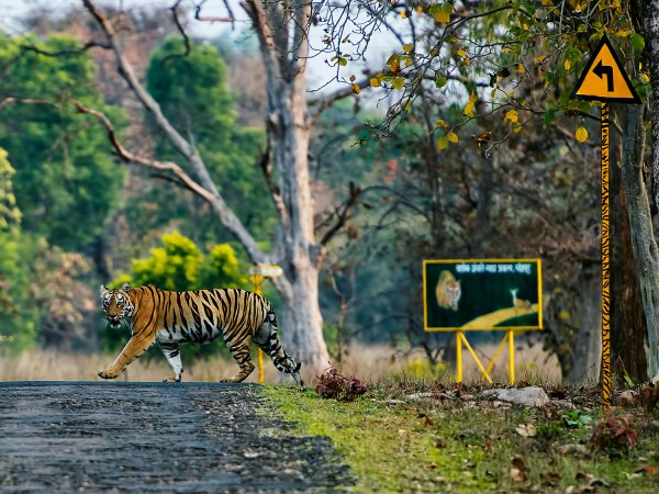 Tigers don’t want to eat humans, but we’re not giving them much choice