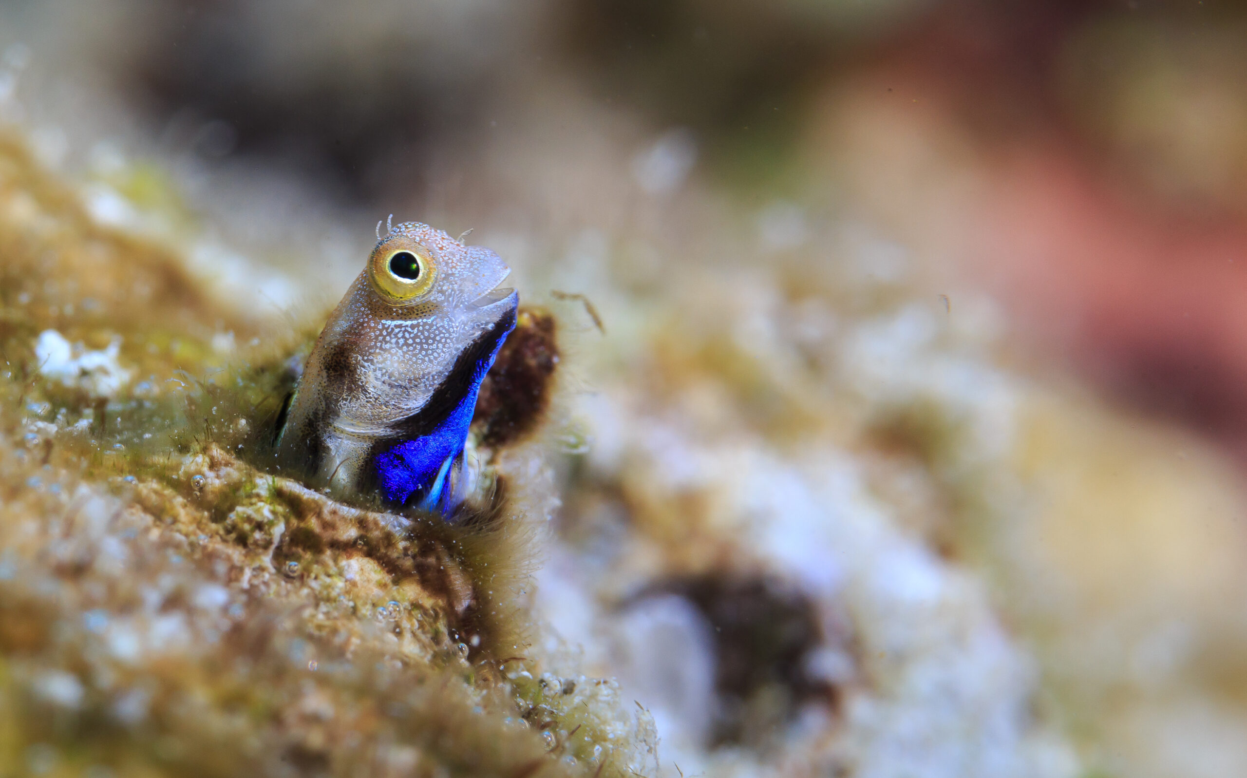 Cryptobenthic fish bluebelly blenny