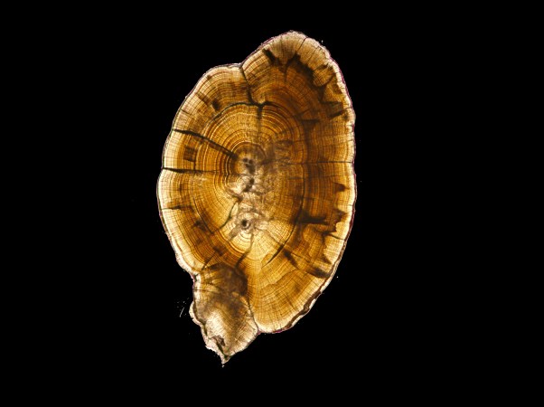 chinook salmon ear stone otolith