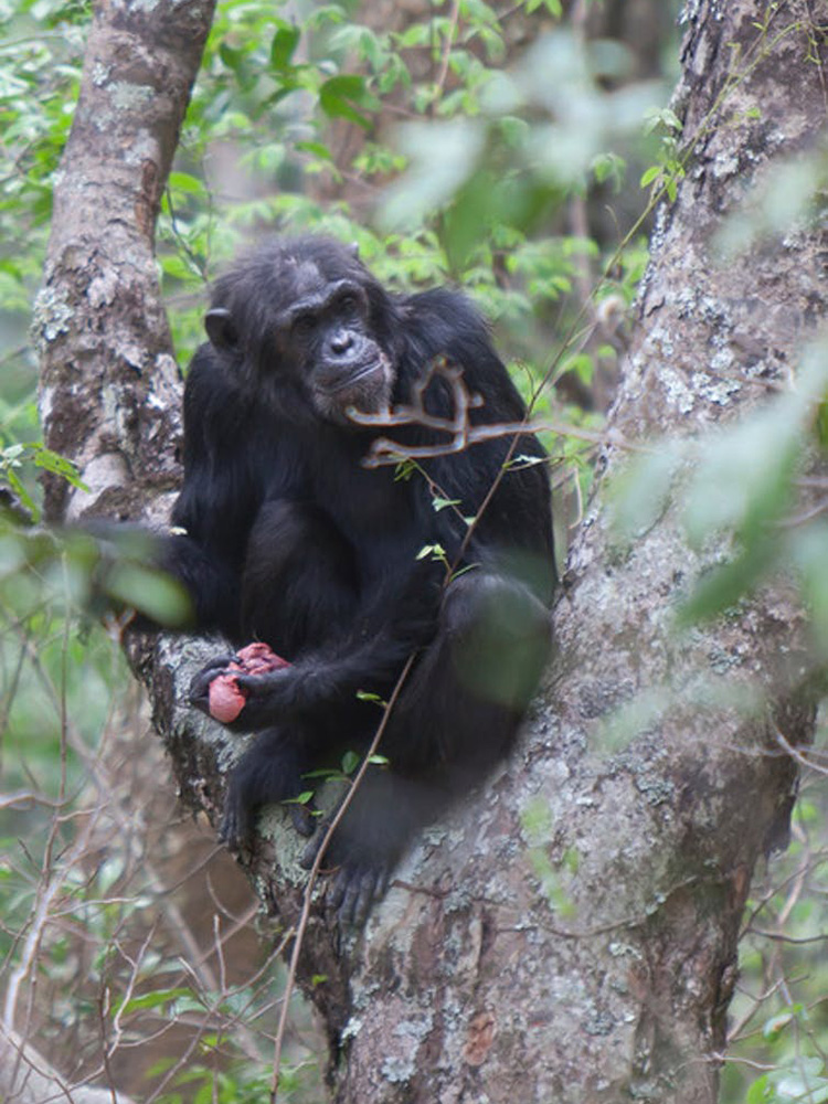 Chimpanzee eating part of a small antelope