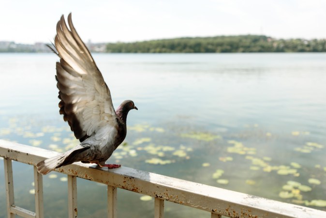 Birds might follow their noses home