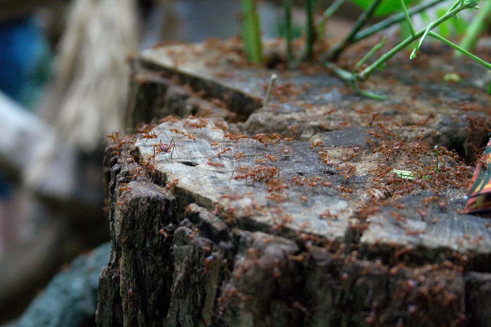 colony of Termites